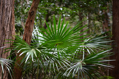 Livistona australis, photograph (c) Bryce Watts-Parker, some rights reserved (CC BY)
