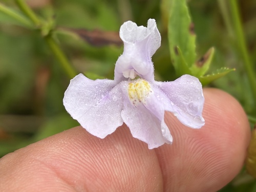 Allegheny monkeyflower