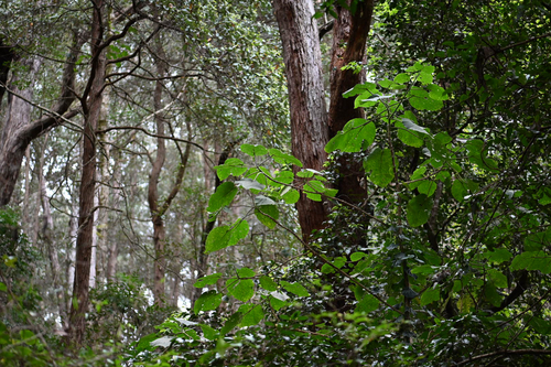 Dendrocnide excelsa, photograph 6