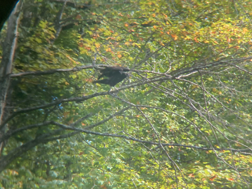 Turkey Vulture