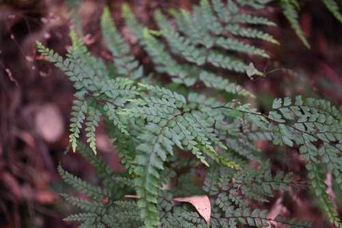 Adiantum formosum, photograph 2