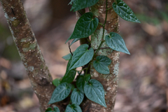 Piper hederaceum
