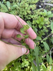 Ludwigia microcarpa, photograph (c) James Hardee, some rights reserved (CC BY)