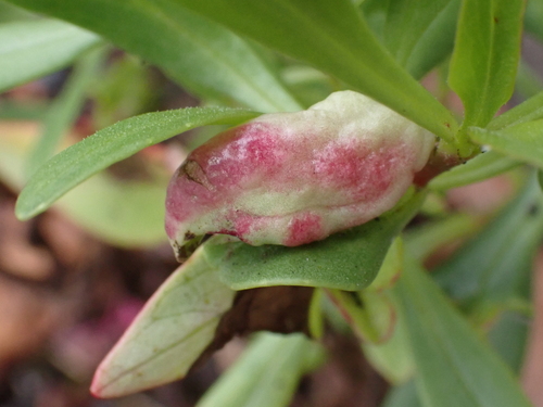 valerian psyllid