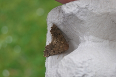 Odontopera bidentata