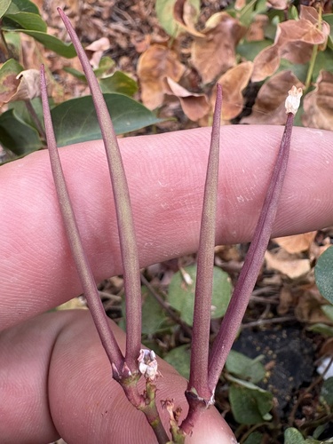 iNaturalist observation photo of spreading dogbane