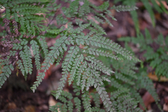Adiantum formosum, photograph (c) Bryce Watts-Parker, some rights reserved (CC BY)