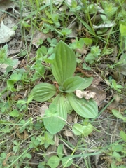 Plantago media