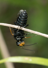 Acantholyda erythrocephala