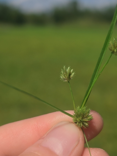 Bearded Flatsedge