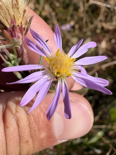 iNaturalist observation photo of western mountain aster