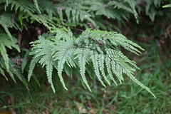 Adiantum formosum