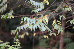 Trema tomentosum, photograph (c) Bryce Watts-Parker, some rights reserved (CC BY)