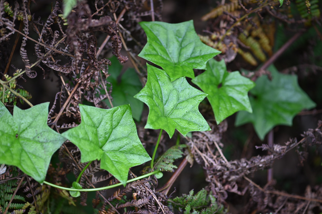 Delairea odorata; photograph (c) Bryce Watts-Parker, some rights reserved (CC BY)