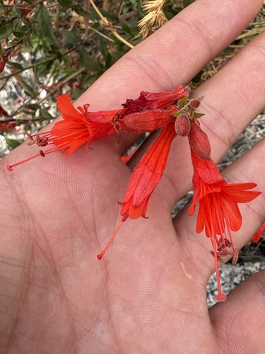 iNaturalist observation photo of Hummingbird trumpet
