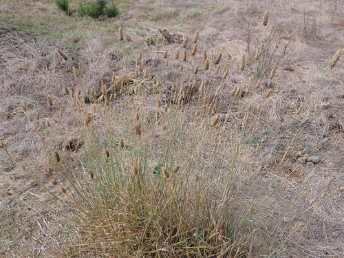 iNaturalist observation photo of Canarygrasses
