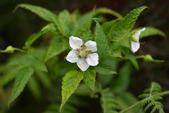 Rubus rosifolius, photograph (c) Bryce Watts-Parker, some rights reserved (CC BY)