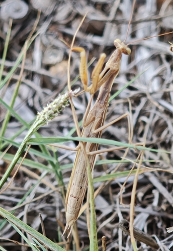 European Mantis