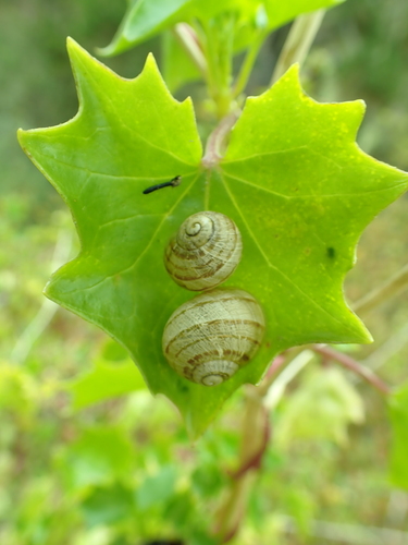 iNaturalist observation photo of Milk Snail