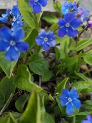 Omphalodes