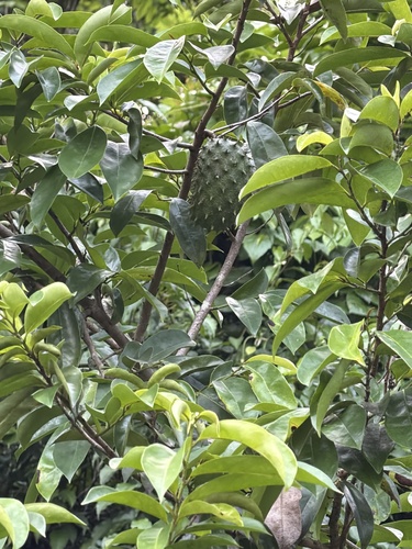 Soursop