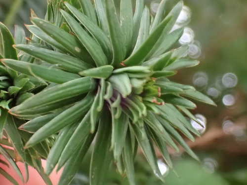 Artichoke Gall-midge