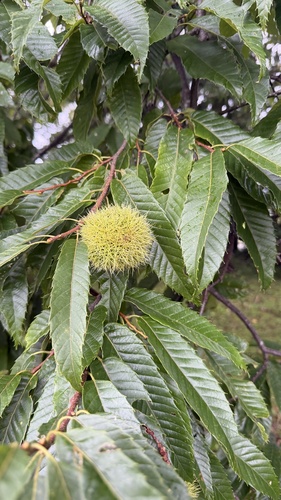 Chestnuts