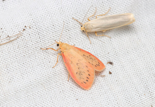 Rosy Footman