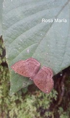 Voltinia totonaca