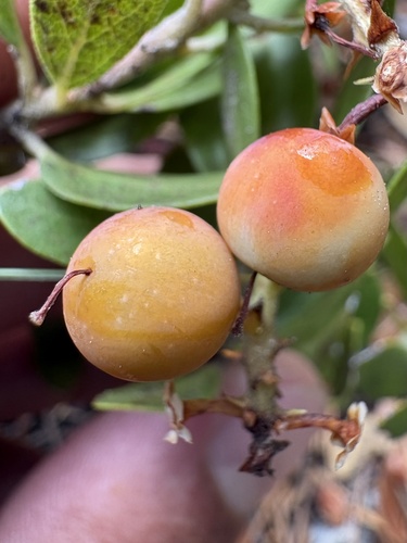 iNaturalist observation photo of pine-mat manzanita