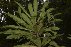 Anopterus macleayanus