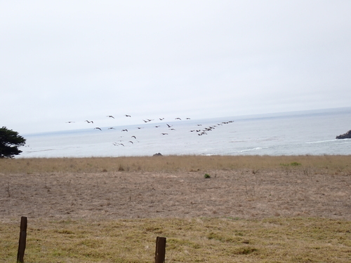 iNaturalist observation photo of Brown Pelican