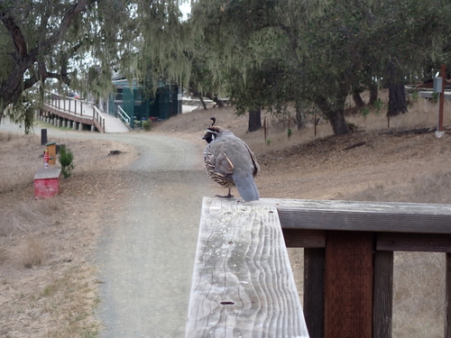 iNaturalist observation photo of California Quail
