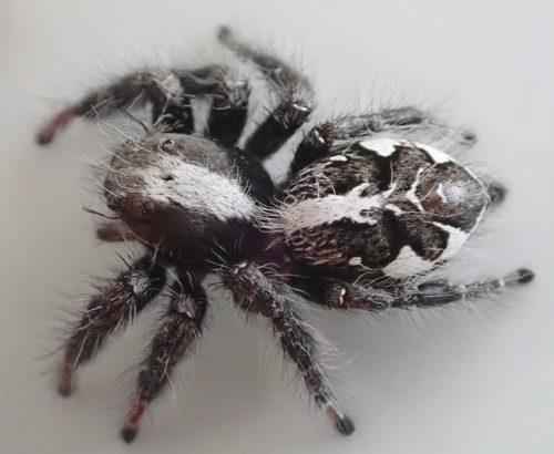 Hyllus treleaveni