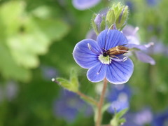 Cauchas fibulella