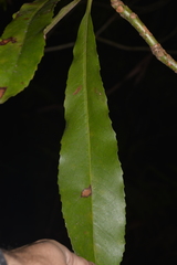 Anopterus macleayanus