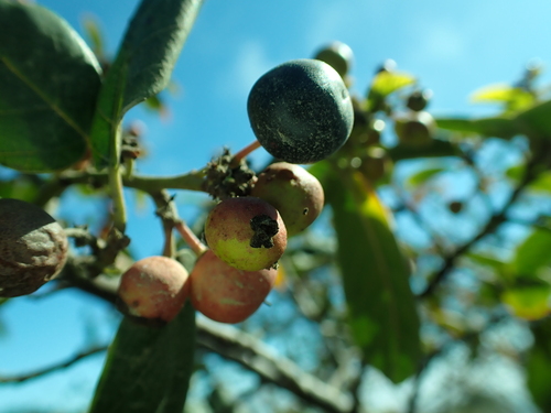 iNaturalist observation photo of coffeeberry