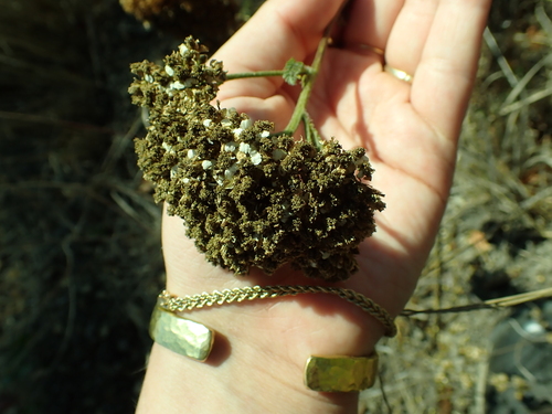 iNaturalist observation photo of common yarrow