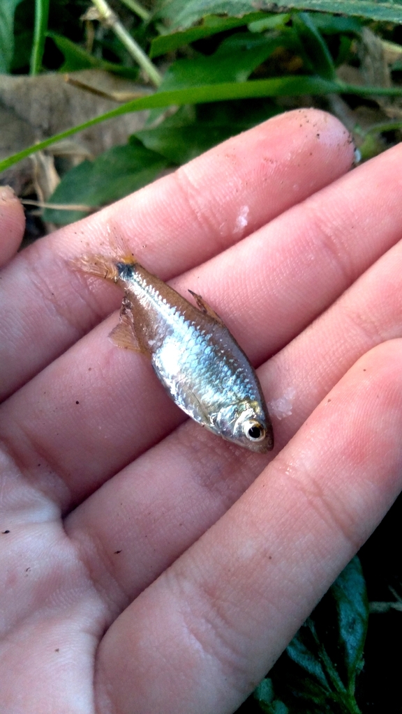 Compsura heterura