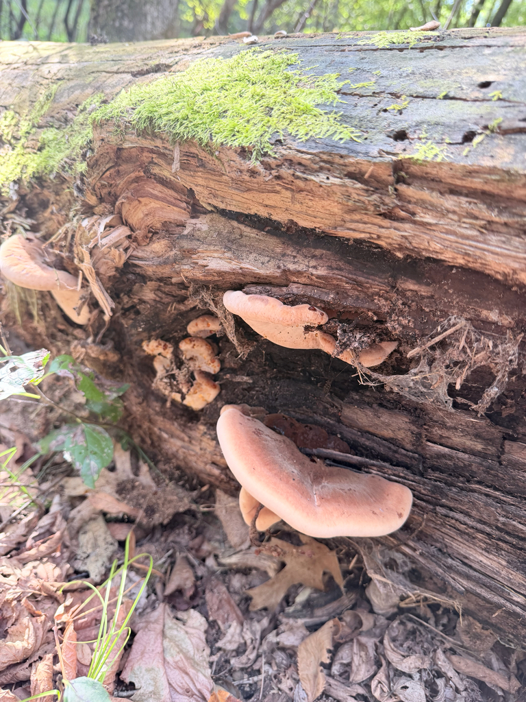 Resinous Polypore · September 2026 · photo: Photo: (c) Erica Tava Johnson, some rights reserved (CC BY) · iNaturalist