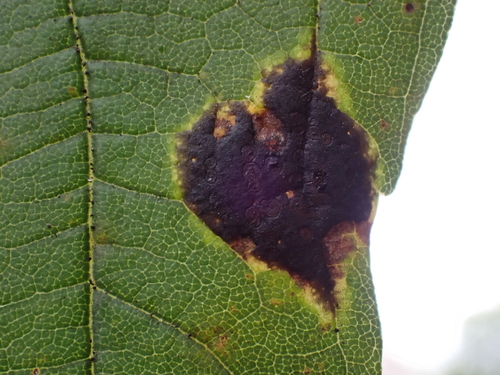 Black Tar Spot
