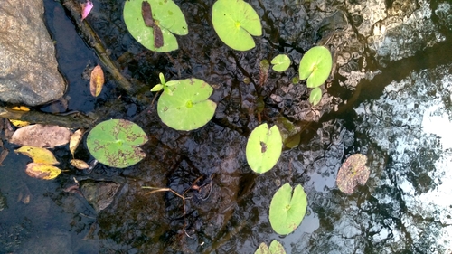Amazon waterlily (Nymphaea amazonum)