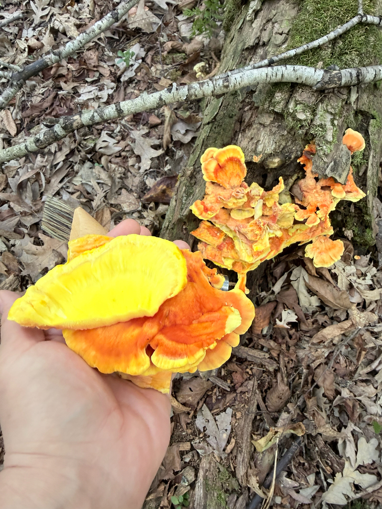 chicken of the woods · September 2026 · photo: Photo: (c) Erica Tava Johnson, some rights reserved (CC BY) · iNaturalist