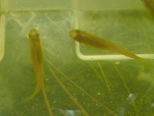 iNaturalist observation photo of Western Mosquitofish