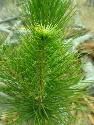 iNaturalist observation photo of Monterey pine