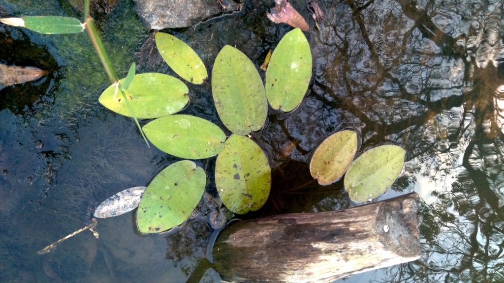 Hydrocleys martii; photograph (c) cristianol1456, some rights reserved (CC BY-SA)