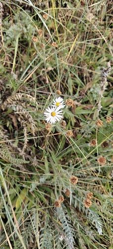 Erigeron caespitosus, photograph 1