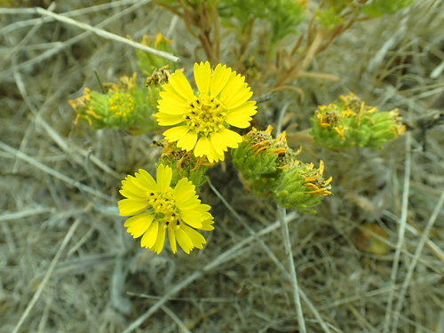 iNaturalist observation photo of Coastal Tarweed