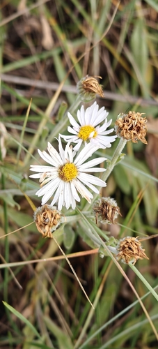 Erigeron caespitosus, photograph 2