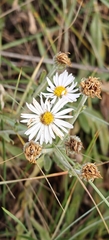Erigeron caespitosus, photograph author not stated, no rights reserved